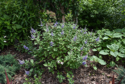 Summertime Blues Chaste Tree (Vitex 'Helen Froehlich') at Lakeshore Garden Centres