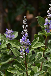 Summertime Blues Chaste Tree (Vitex 'Helen Froehlich') at Lakeshore Garden Centres