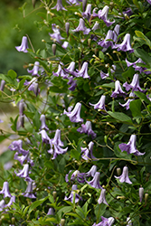 Betty Corning Clematis (Clematis viticella 'Betty Corning') at Lakeshore Garden Centres