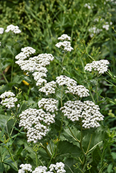 Wild Quinine (Parthenium integrifolium) at Lakeshore Garden Centres