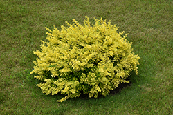 Sunsation Japanese Barberry (Berberis thunbergii 'Sunsation') at Lakeshore Garden Centres