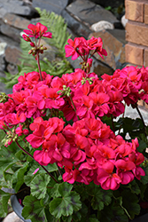 Fantasia Violet Geranium (Pelargonium 'Fantasia Violet') at Lakeshore Garden Centres