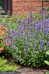 Picture Purrfect Catmint (Nepeta 'Picture Purrfect') at Lakeshore Garden Centres