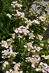 Torch Hydrangea (Hydrangea paniculata 'HPOPR018') at Lakeshore Garden Centres