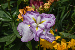 Dinner Plate Harlequinesque Japanese Iris (Iris ensata 'Harlequinesque') at Lakeshore Garden Centres
