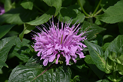 BeeMine Lavender Beebalm (Monarda didyma 'Balbeemav') at Lakeshore Garden Centres