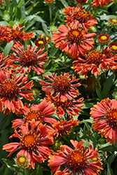 SpinTop Mariachi Red Sky Blanket Flower (Gaillardia aristata 'SpinTop Mariachi Red Sky') at Lakeshore Garden Centres