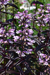 Dakota Burgundy Beard Tongue (Penstemon digitalis 'TNPENDB') at Lakeshore Garden Centres
