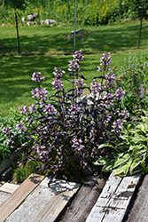 Dakota Burgundy Beard Tongue (Penstemon digitalis 'TNPENDB') at Lakeshore Garden Centres