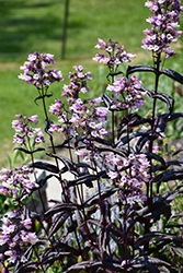 Dakota Burgundy Beard Tongue (Penstemon digitalis 'TNPENDB') at Lakeshore Garden Centres