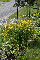 St. John's Wort (Hypericum perforatum) at Lakeshore Garden Centres