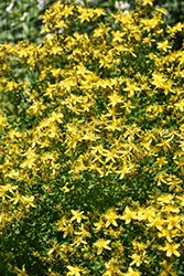St. John's Wort (Hypericum perforatum) at Lakeshore Garden Centres