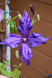 Tie Dye Clematis (Clematis 'Tie Dye') at Lakeshore Garden Centres