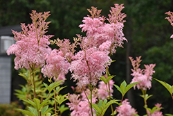 Venusta Queen Of The Prairie (Filipendula rubra 'Venusta') at Lakeshore Garden Centres