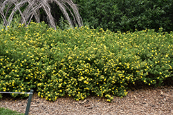 Goldfinger Potentilla (Potentilla fruticosa 'Goldfinger') at Lakeshore Garden Centres