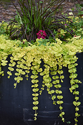 Golden Creeping Jenny (Lysimachia nummularia 'Aurea') at Lakeshore Garden Centres