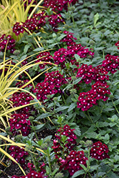 EnduraScape Burgundy Verbena (Verbena 'Balendurg') at Lakeshore Garden Centres