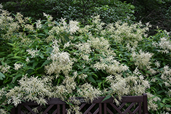 White Fleeceflower (Persicaria polymorpha) at Lakeshore Garden Centres