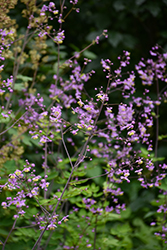 Splendide Meadow Rue (Thalictrum delavayi 'Splendide') at Lakeshore Garden Centres