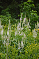Culver's Root (Veronicastrum virginicum) at Lakeshore Garden Centres