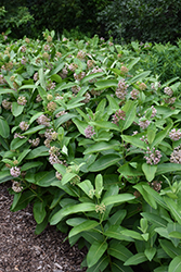 Common Milkweed (Asclepias syriaca) at Lakeshore Garden Centres