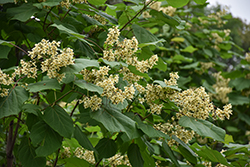 Chinese Catalpa (Catalpa ovata) at Lakeshore Garden Centres