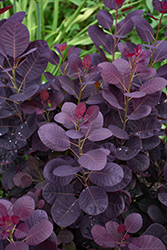 Royal Purple Smokebush (Cotinus coggygria 'Royal Purple') at Lakeshore Garden Centres