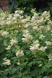 Queen Of The Meadow (Filipendula ulmaria) at Lakeshore Garden Centres