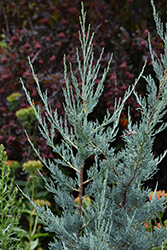Blue Haven Juniper (Juniperus scopulorum 'Blue Haven') at Lakeshore Garden Centres