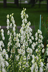 Common White Monkshood (Aconitum napellus 'Album') at Lakeshore Garden Centres
