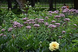 Joe Pye Weed (Eupatorium maculatum) at Lakeshore Garden Centres