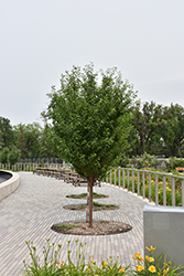 Ming Cherry (Prunus maackii 'Ming') at Lakeshore Garden Centres