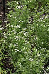 Santo Cilantro (Coriandrum sativum 'Santo') at Lakeshore Garden Centres