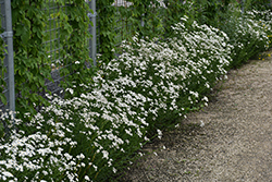 Sneezewort (Achillea ptarmica) at Lakeshore Garden Centres