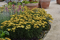 Terra Cotta Yarrow (Achillea 'Terra Cotta') at Lakeshore Garden Centres