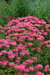 Marshall's Delight Beebalm (Monarda 'Marshall's Delight') at Lakeshore Garden Centres