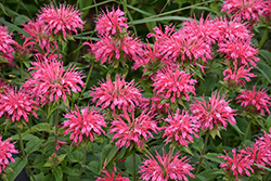 Marshall's Delight Beebalm (Monarda 'Marshall's Delight') at Lakeshore Garden Centres