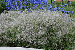 Common Baby's Breath (Gypsophila paniculata) at Lakeshore Garden Centres