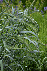 Icy Blue Canada Wild Rye (Elymus canadensis 'Icy Blue') at Lakeshore Garden Centres