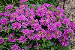 Grand Parade Beebalm (Monarda 'Grand Parade') at Lakeshore Garden Centres