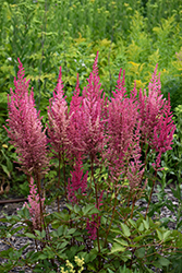Mighty Chocolate Cherry Chinese Astilbe (Astilbe chinensis 'Mighty Chocolate Cherry') at Lakeshore Garden Centres