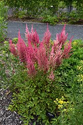 Mighty Chocolate Cherry Chinese Astilbe (Astilbe chinensis 'Mighty Chocolate Cherry') at Lakeshore Garden Centres