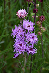 Rough Blazing Star (Liatris aspera) at Lakeshore Garden Centres