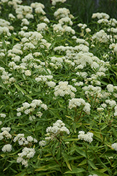 Ice Ballet Milkweed (Asclepias incarnata 'Ice Ballet') at Lakeshore Garden Centres