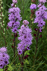 Rocky Mountain Blazing Star (Liatris ligulistylis) at Lakeshore Garden Centres