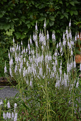 White Jolanda Speedwell (Veronica 'White Jolanda') at Lakeshore Garden Centres