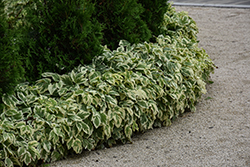 Variegated Bishop's Goutweed (Aegopodium podagraria 'Variegata') at Lakeshore Garden Centres