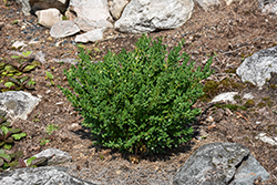 Calgary Boxwood (Buxus 'Calgary') at Lakeshore Garden Centres