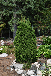 Baby Bear Dwarf Arborvitae (Thuja occidentalis 'Skinners') at Lakeshore Garden Centres