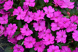 SunPatiens Vigorous Purple New Guinea Impatiens (Impatiens 'SAKIMP076') at Lakeshore Garden Centres